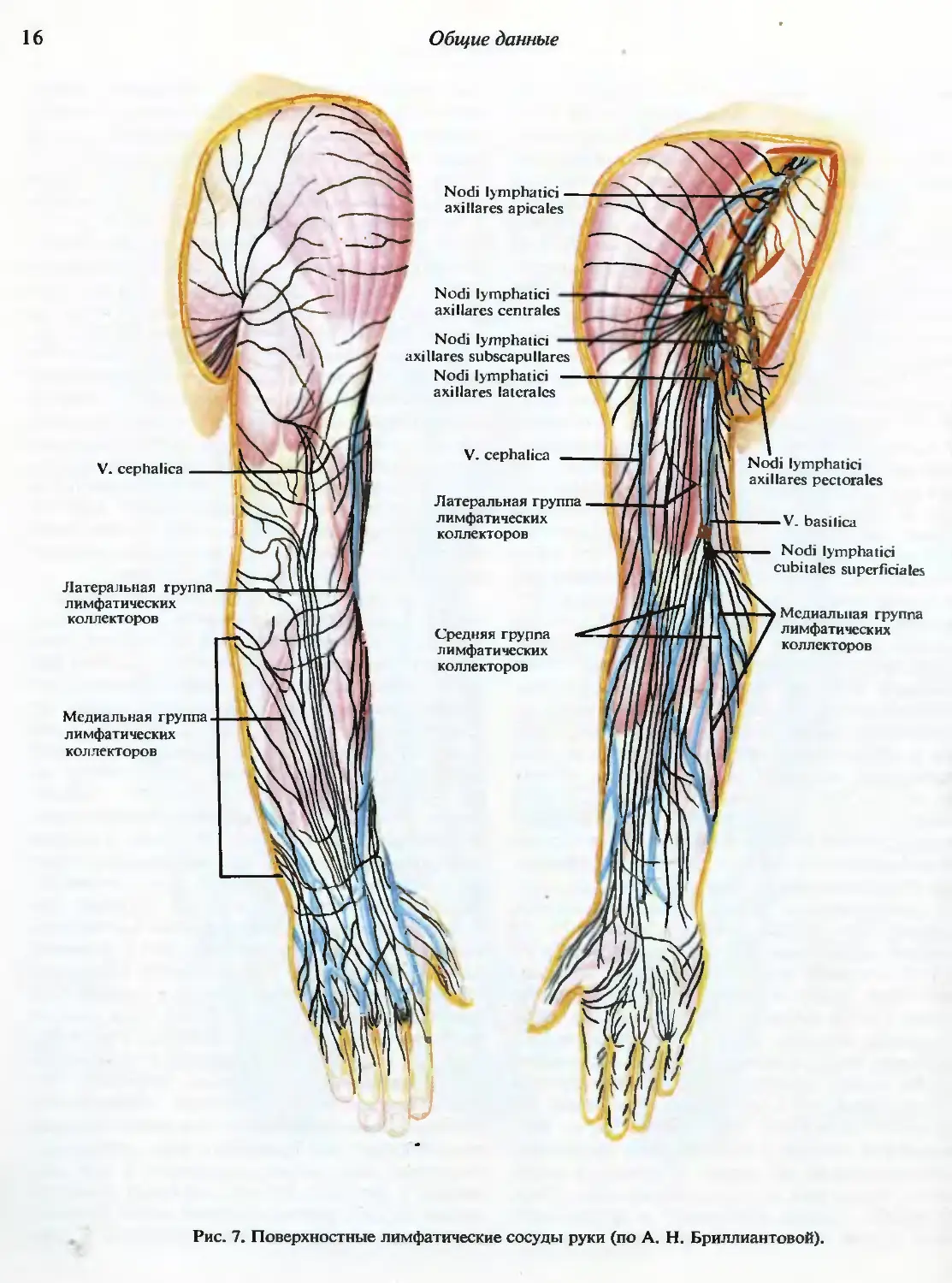 Лимфоузлы кисти. Локтевые лимфатические узлы расположение. Лимфатические узлы верхней конечности. Лимфатическая система верхней конечности анатомия. Регионарные лимфоузлы верхней конечности.