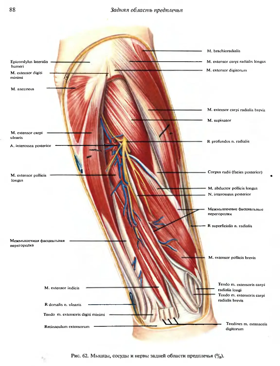 Нервы предплечья. Вены предплечья топографическая анатомия. Послойная топография передней области предплечья. Задняя поверхность предплечья топографическая анатомия. Область предплечья сосудистые нервные пучки.
