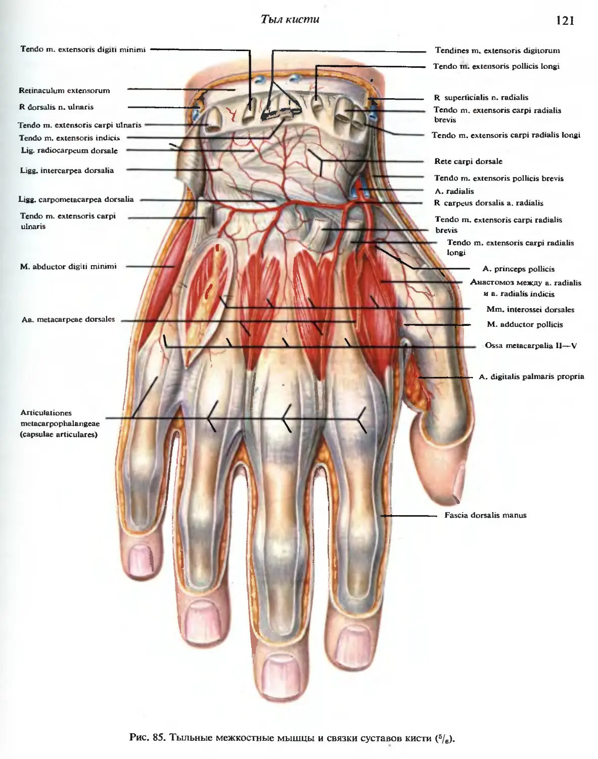 Связки кисти. Кисть руки анатомия мышцы и связки. Сухожилия тыла кисти анатомия. Тыл кисти топографическая анатомия. Связочный аппарат пальцев кисти.