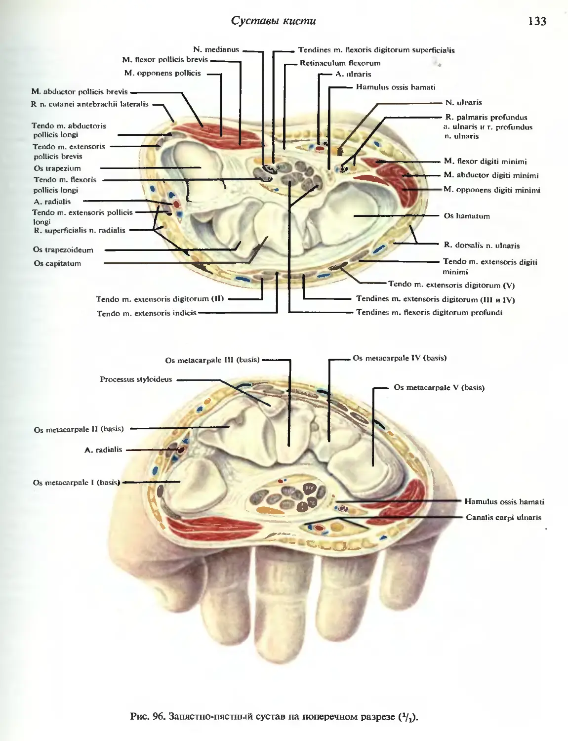 Поперечный распил кисти схема топографическая анатомия