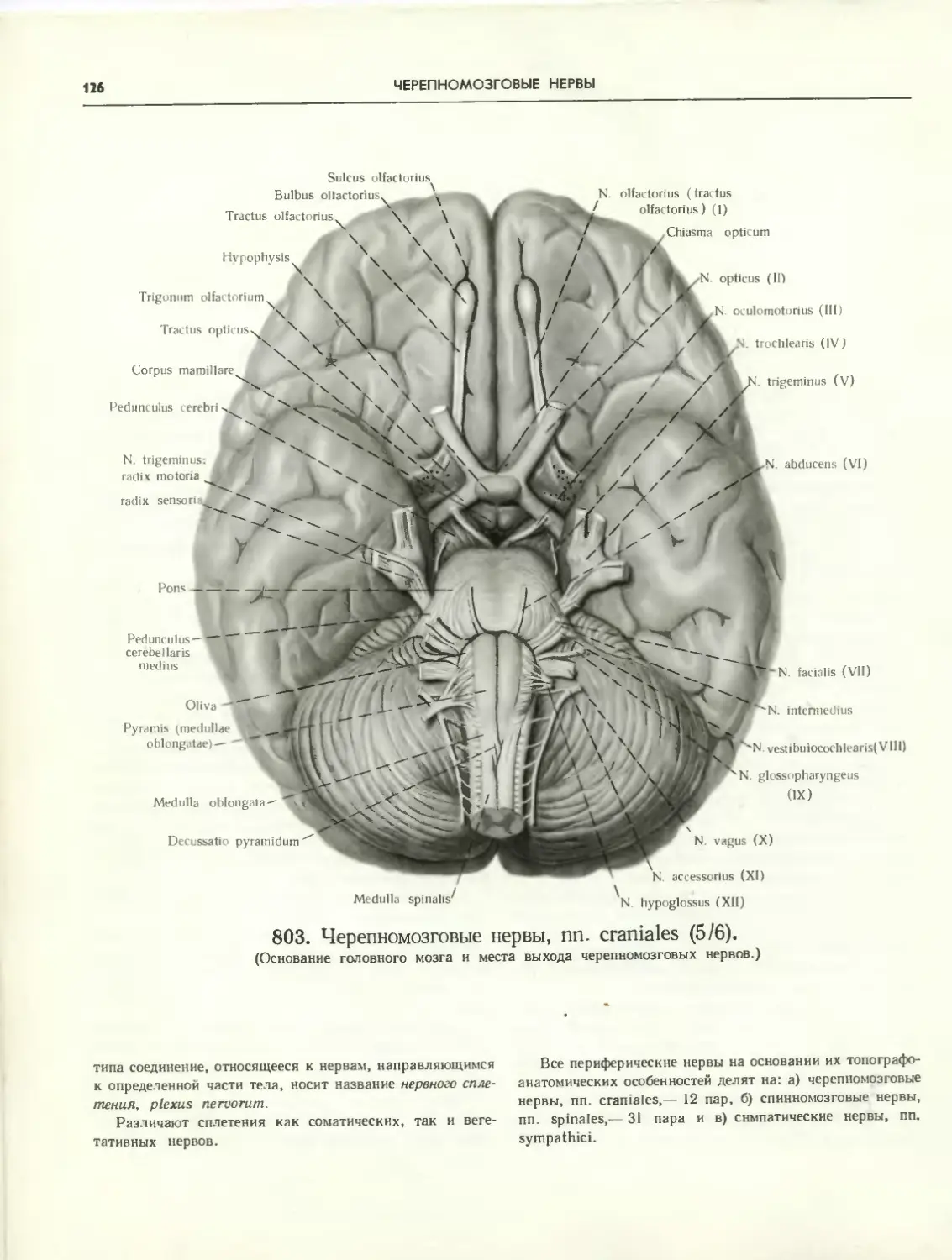 Место выхода нерва из мозга. Основание головного мозга анатомия. Топография Корешков черепных нервов. Места выхода черепных нервов на основании мозга. Головной мозг анатомия Синельников.