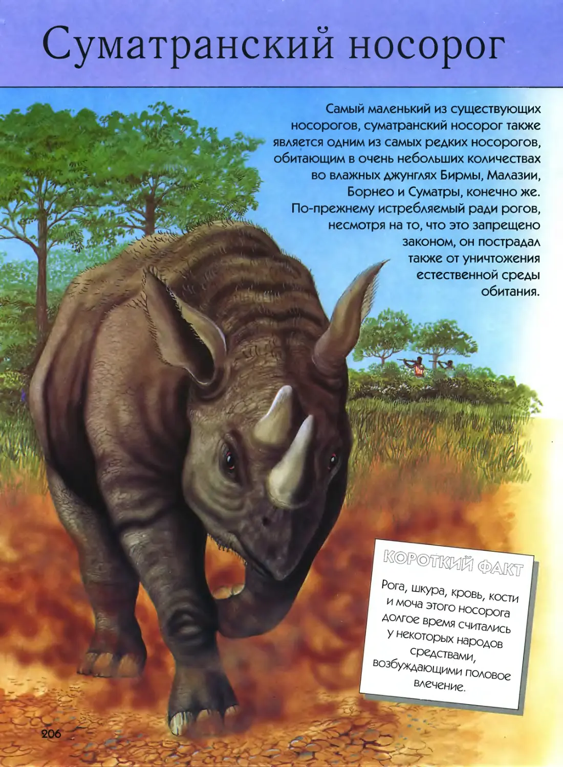 ¤ Суматранский носорог