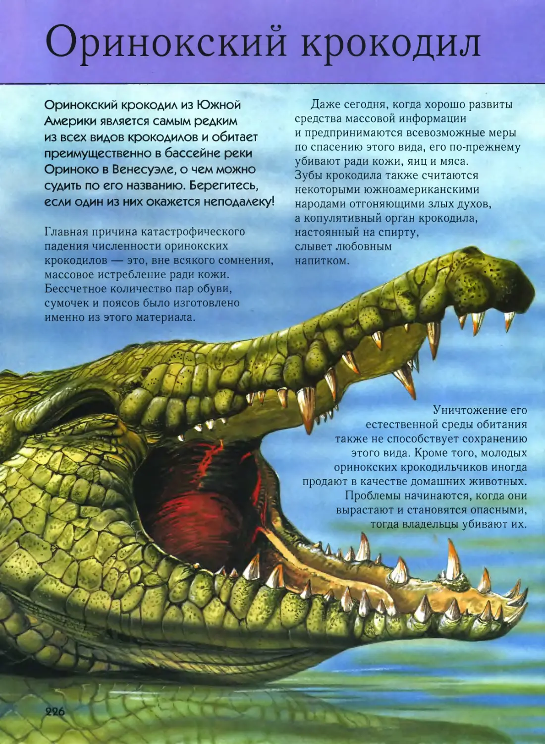¤ Оринокский крокодил