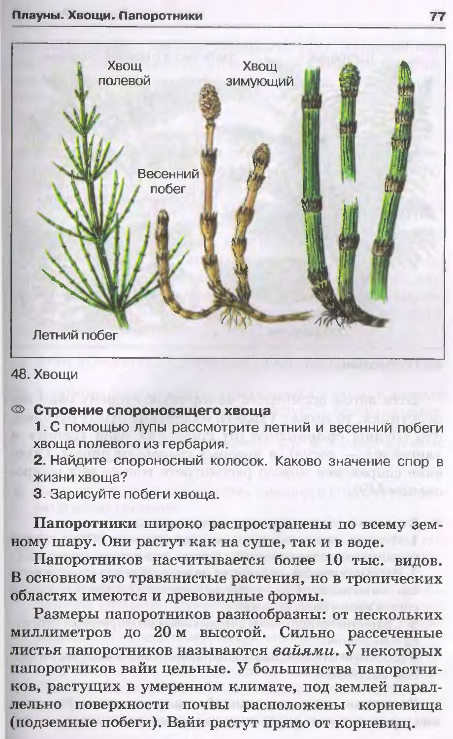 Изучение строения папоротника и хвоща. Строение весеннего побега хвоща полевого. Спороносный хвощ строение. Весенний побег хвоща полевого. Спороносный побег хвоща.