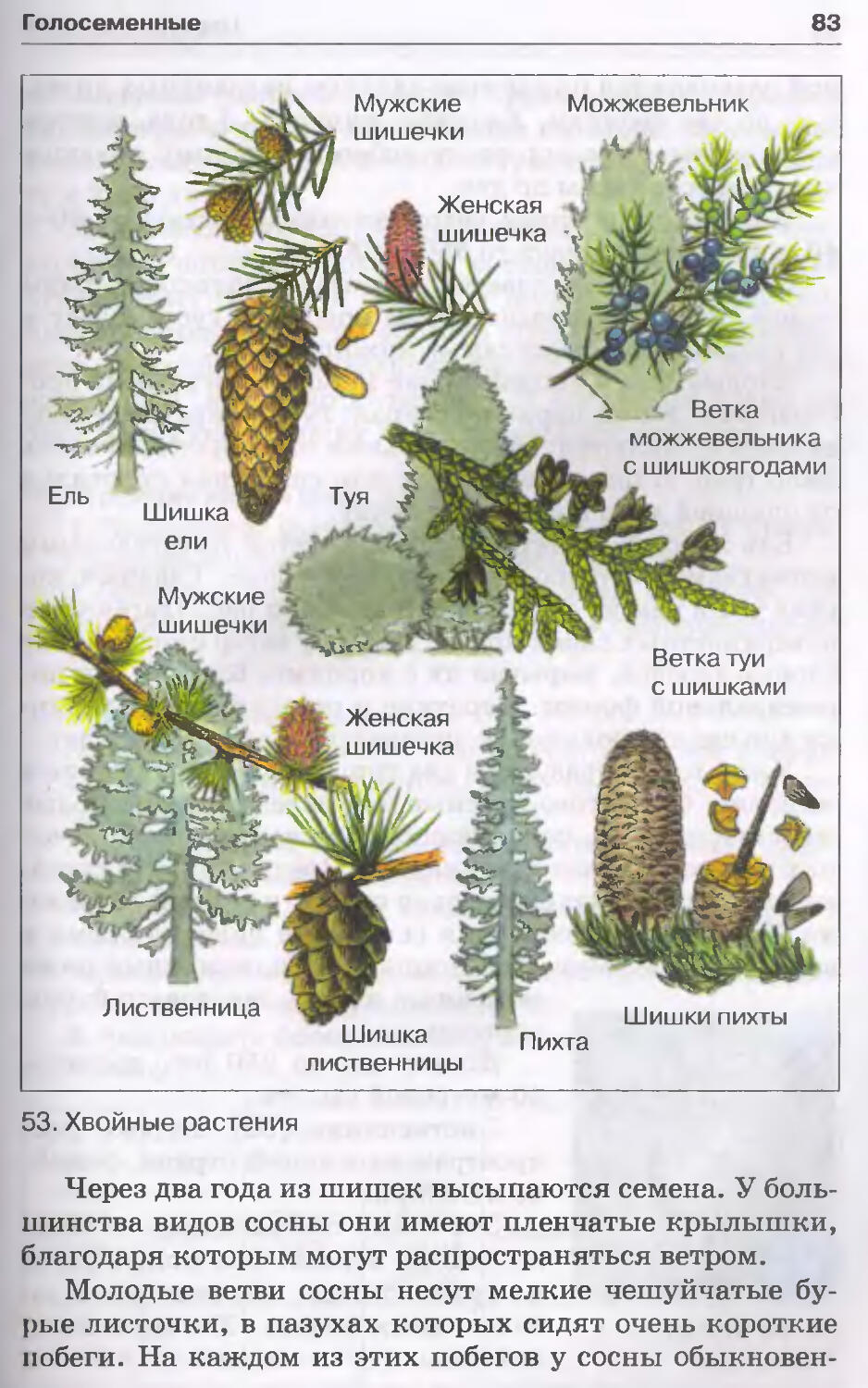 Рассмотри рисунки шишек и хвои. Голосеменные растения пихта. Виды шишек хвойных. Формы шишек хвойных деревьев. Шишки хвойных деревьев виды.