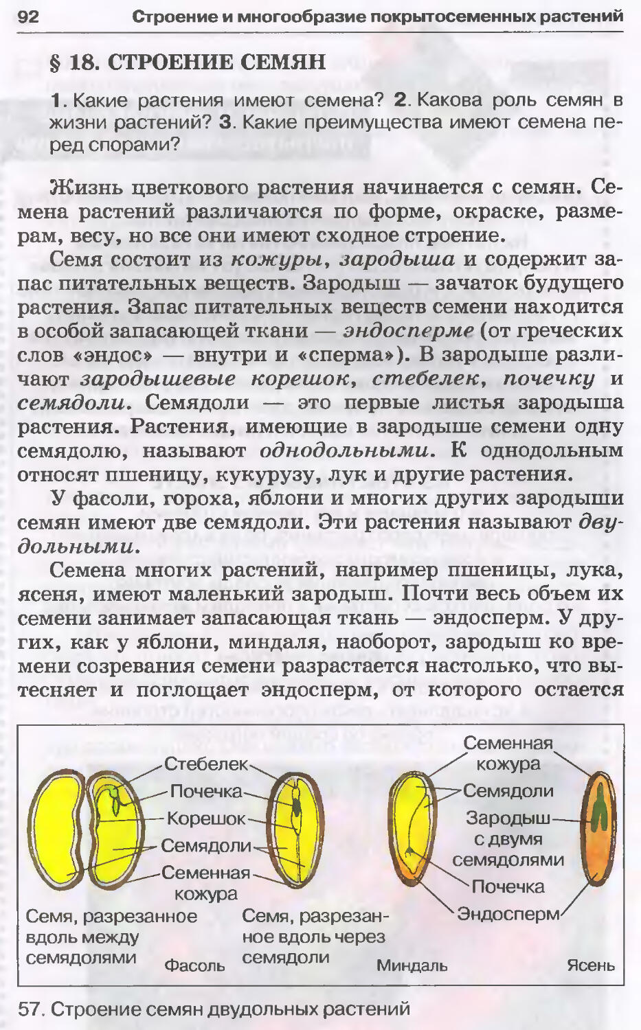 Строение двудольных и однодольных растений лабораторная работа. Строение семян 6 класс биология Пасечник. Лаб раб по биологии 6 кл строение семян. Строение семян 6 класс Пасечник. Биология 6 класс лабораторная Однодольные и двудольные.