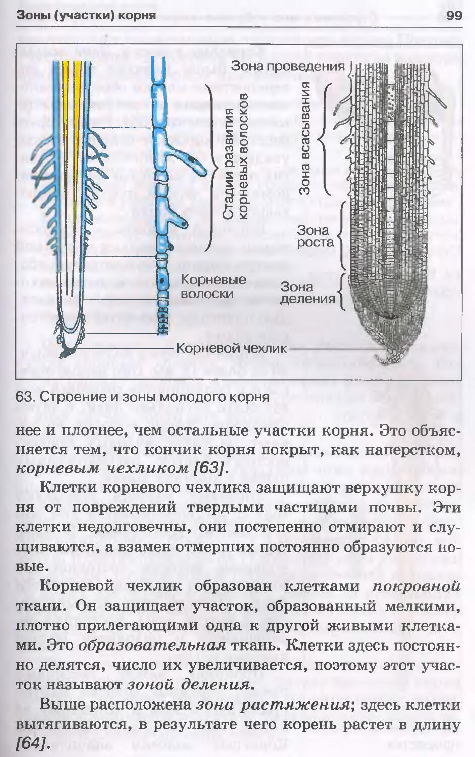 Зоны корня презентация 6 класс пасечник