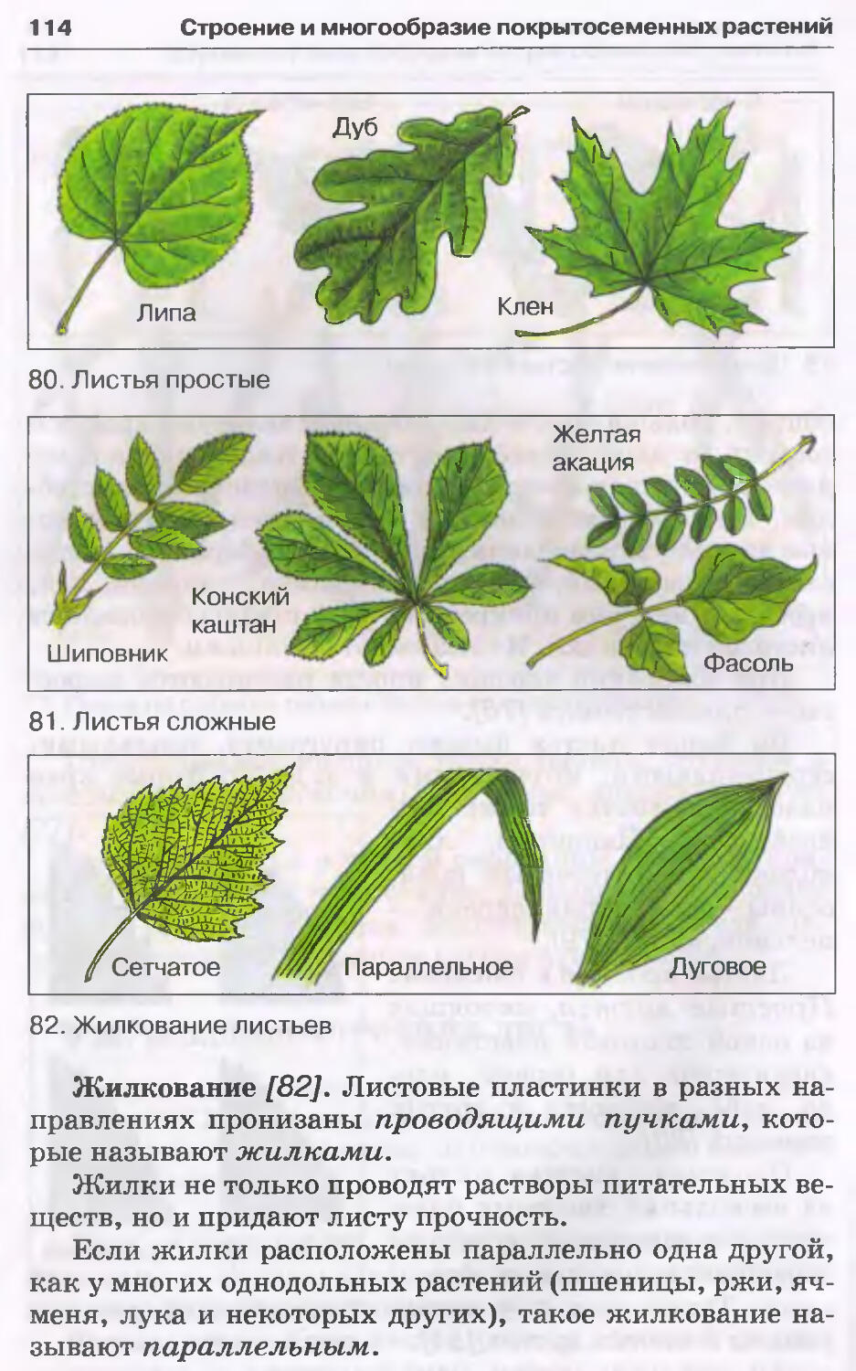 Строение сложного листа