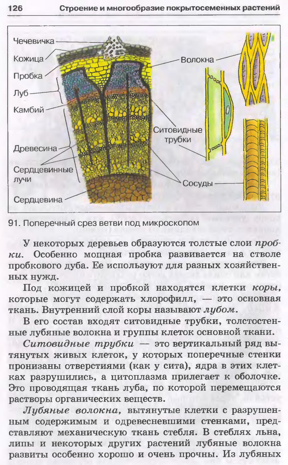 Древесные волокна какая ткань у растений. Лубяные волокна строение. Древесные и лубяные волокна. Строение лубяных и древесных волокон. Лубяные и древесные волокна строение и функции.