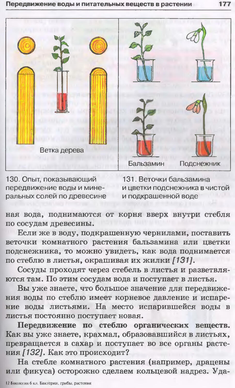 Движение воды по стеблю