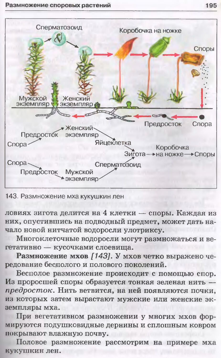 Размножение споровых растений. Размножение кукушкиного мха. Бесполое размножение Кукушкина льна. Бесполое размножение Кукушкин лен. Половое размножение кукушкиного льна.