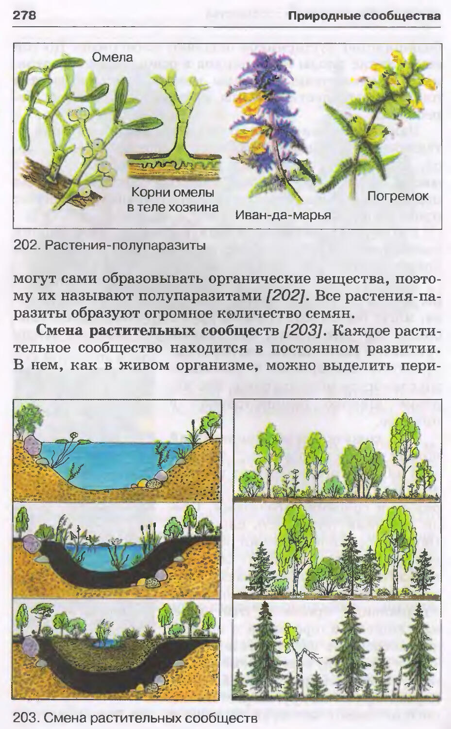 На рисунке изображены различные этапы смены растительного сообщества