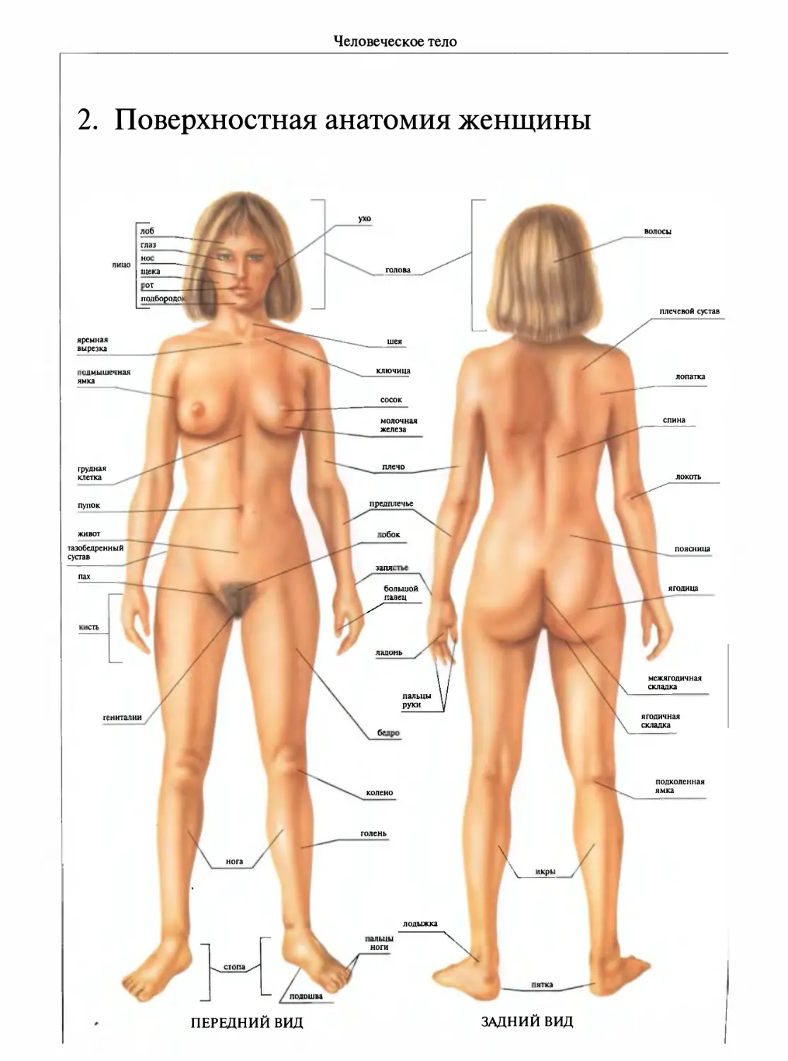 голая женская анатомия фото 12