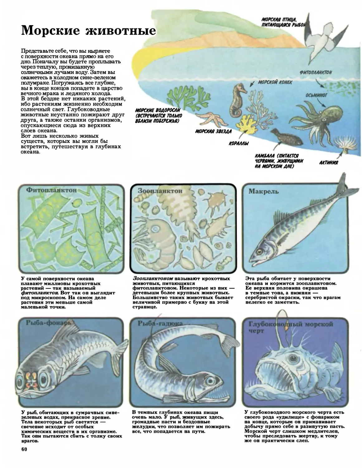 ﻿Морские животны