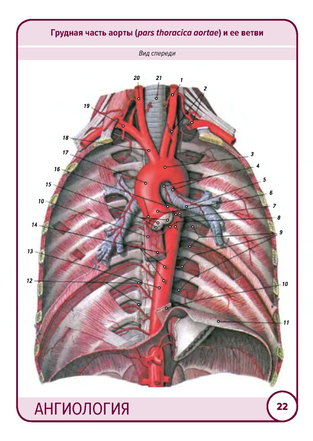 Грудная часть аорты схема