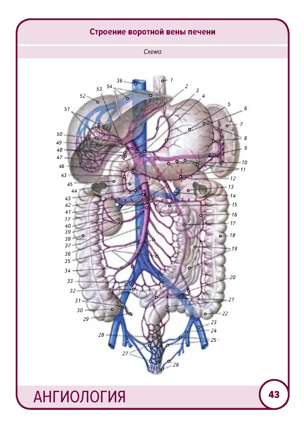 Анатомия ангиология в схемах