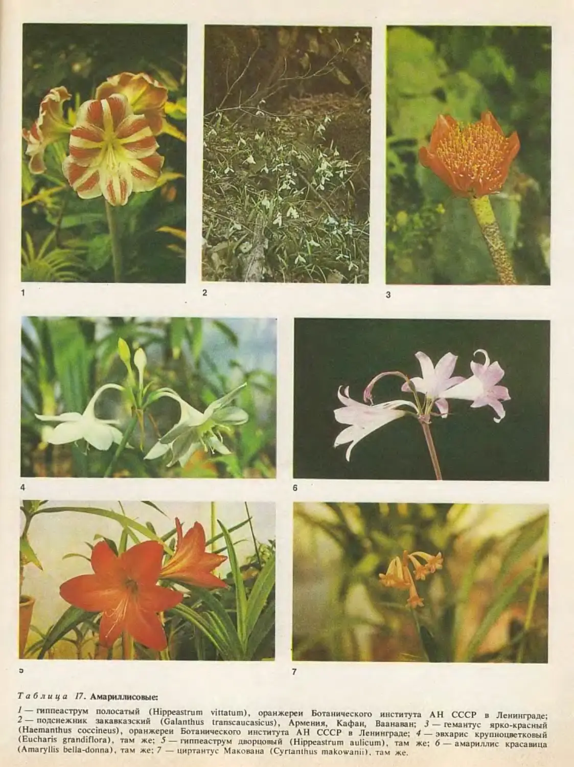 Цветы семейства амариллисовых