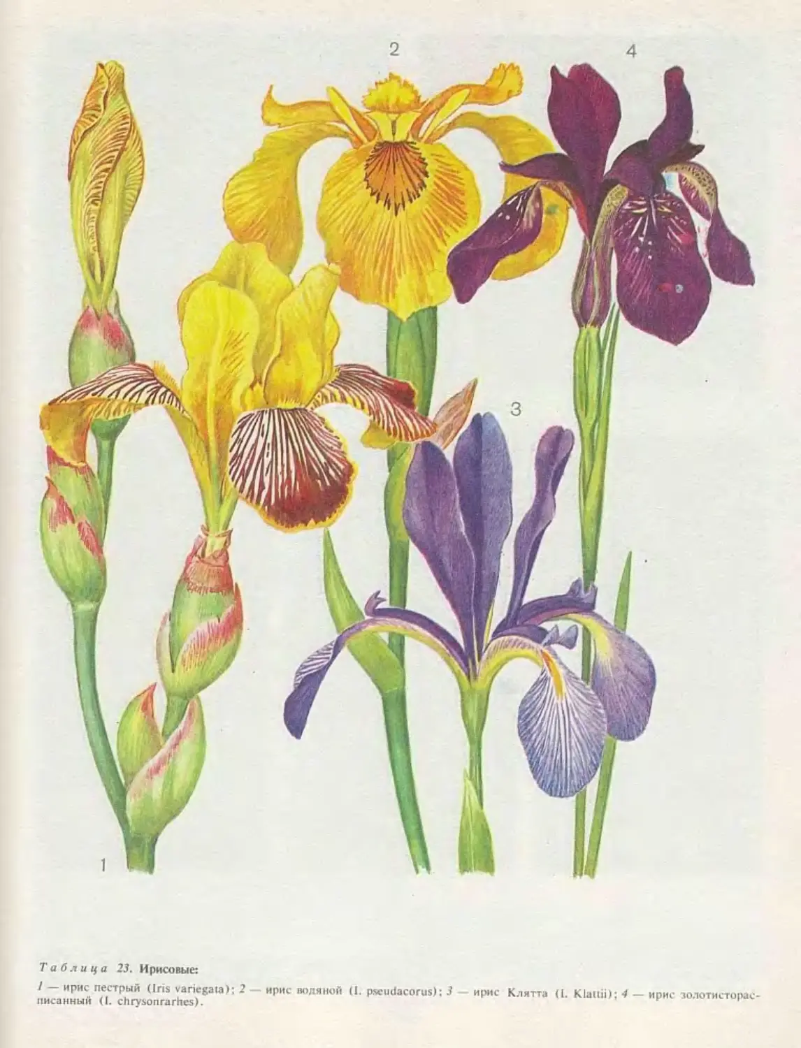 Семейство Iridaceae - Касатиковые