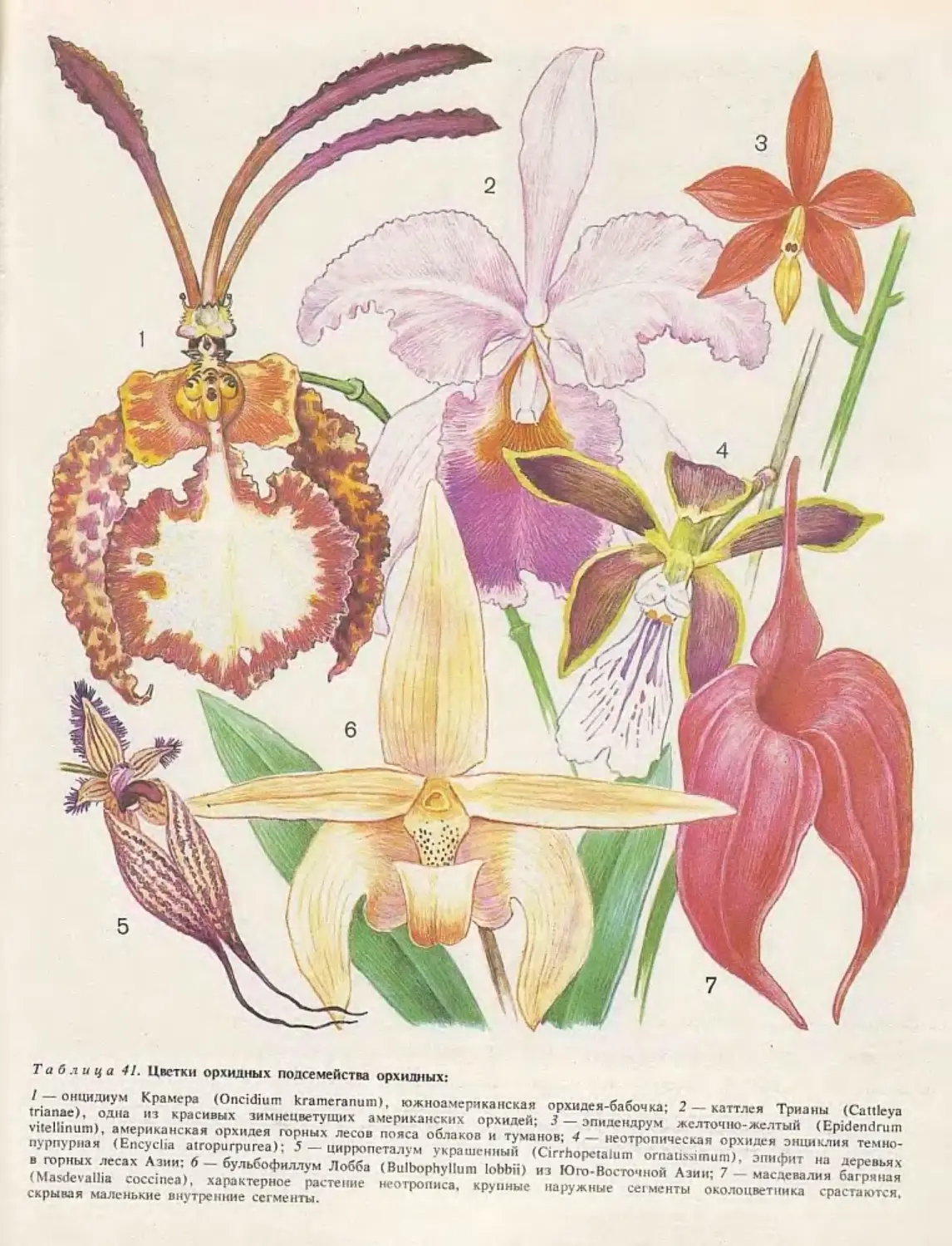 Однодольные семейства Орхидные