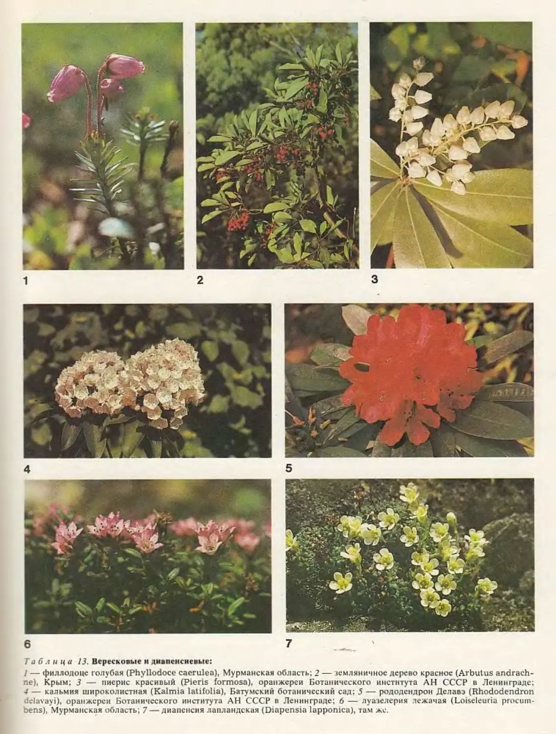 Семейства Ericaceae