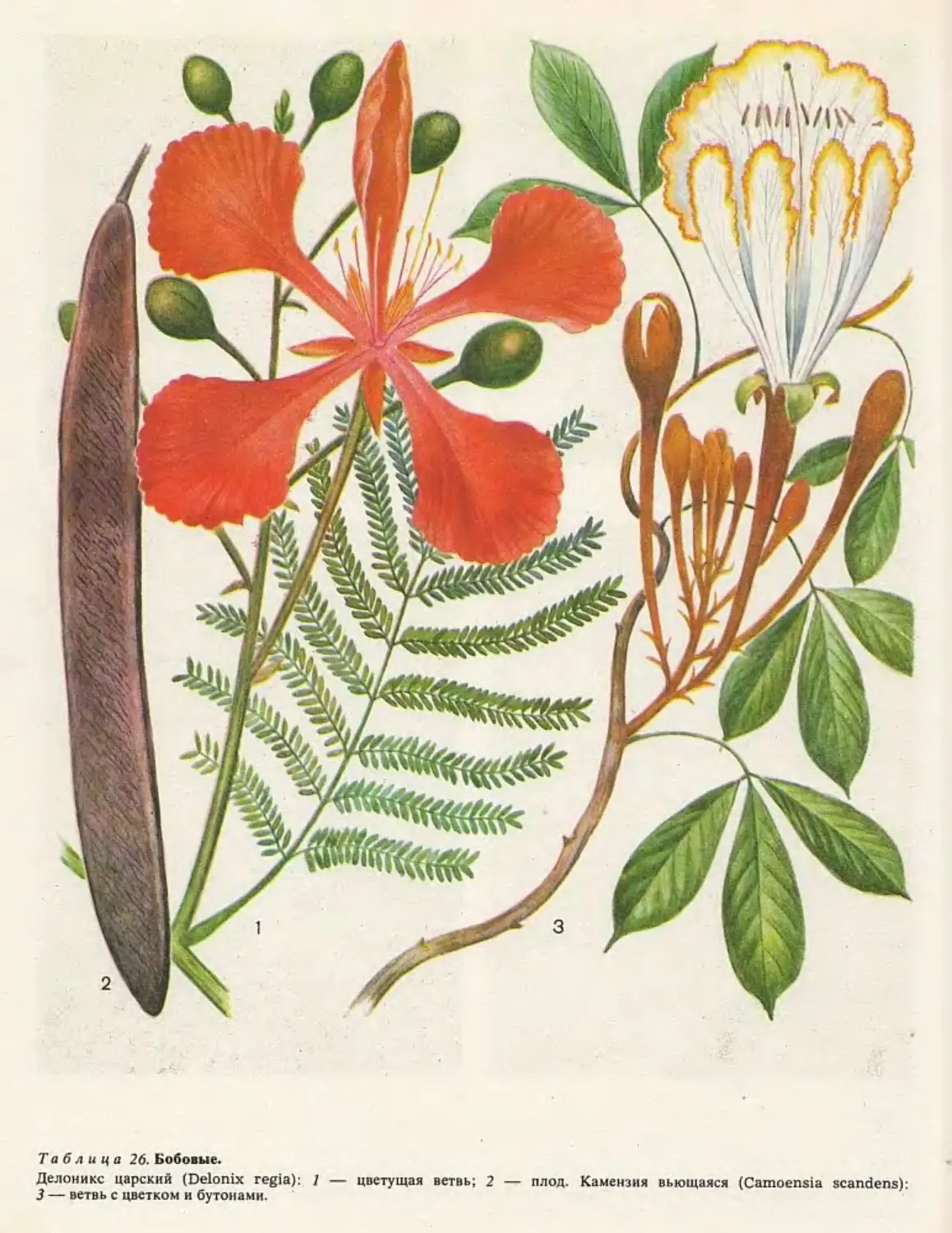 Fabaceae семейство