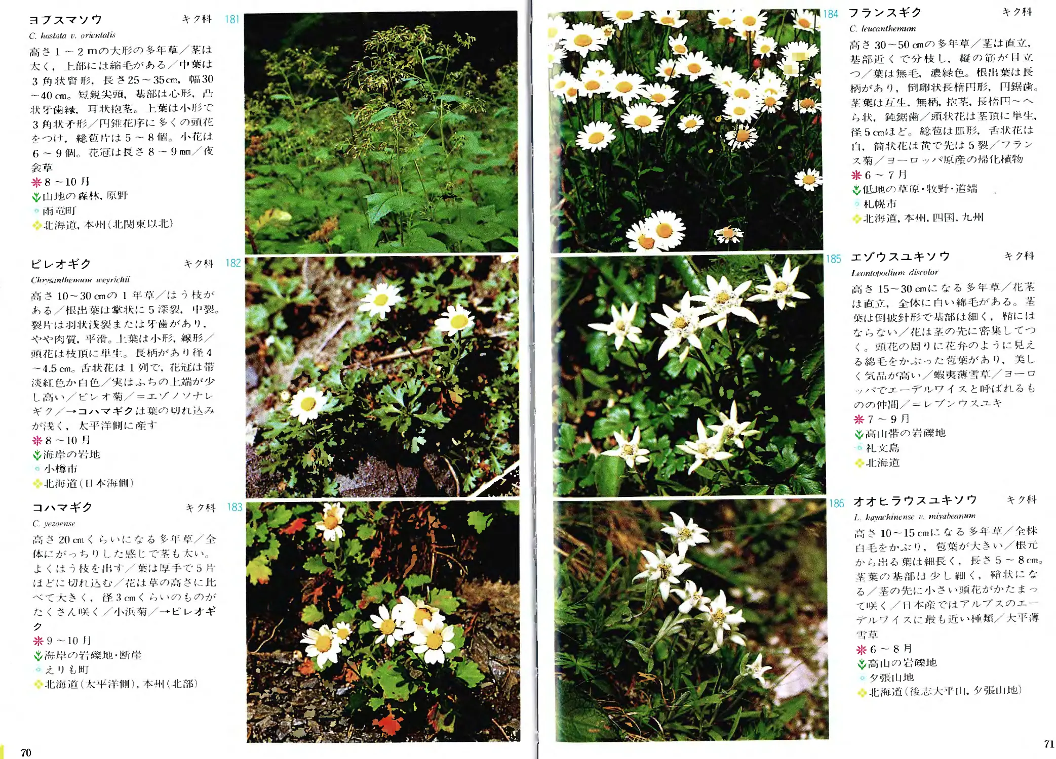 Wild Flowers Of Hokkaido