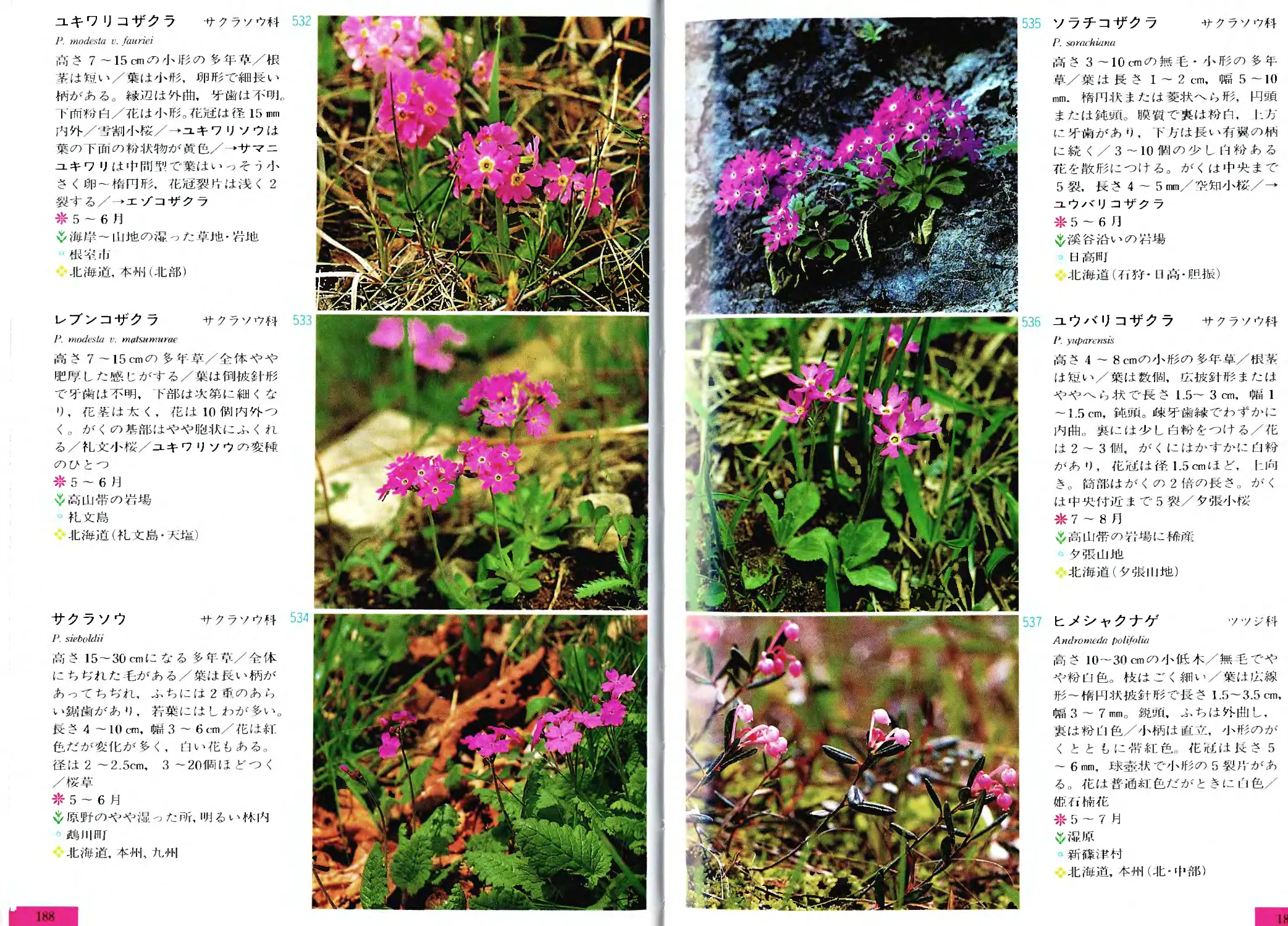 Wild Flowers Of Hokkaido