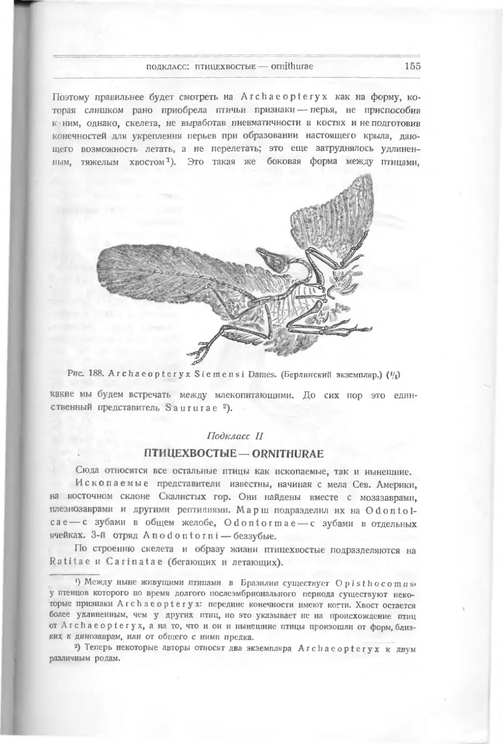 Подкласс II. Ornithurae