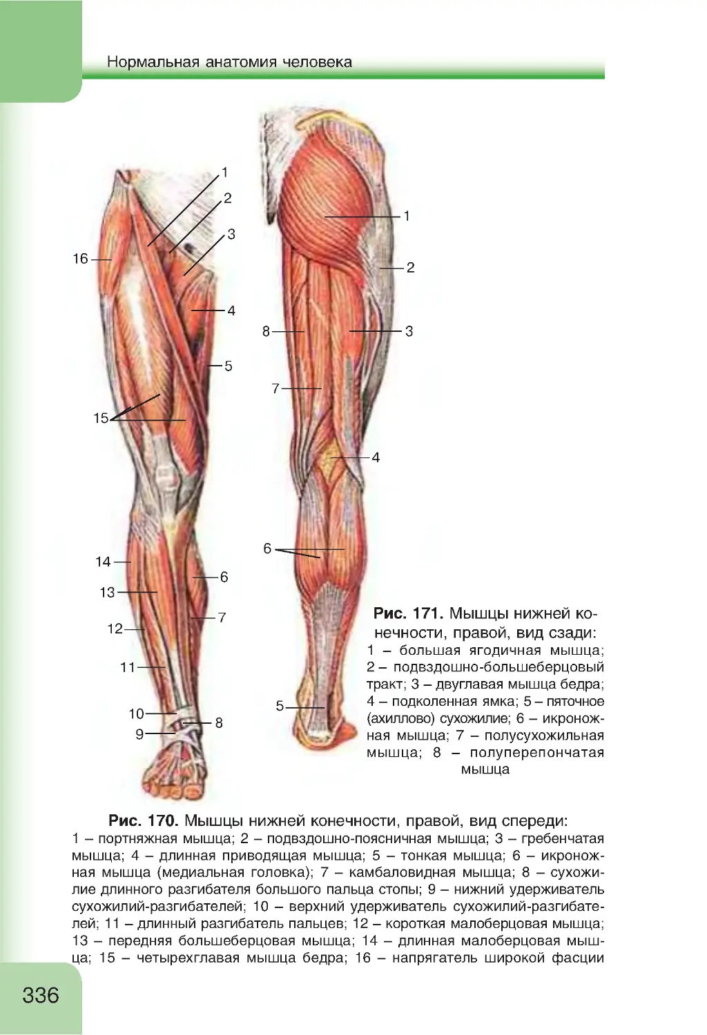 Мышцы нижних конечностей стопы. Строение мышц нижних конечностей.