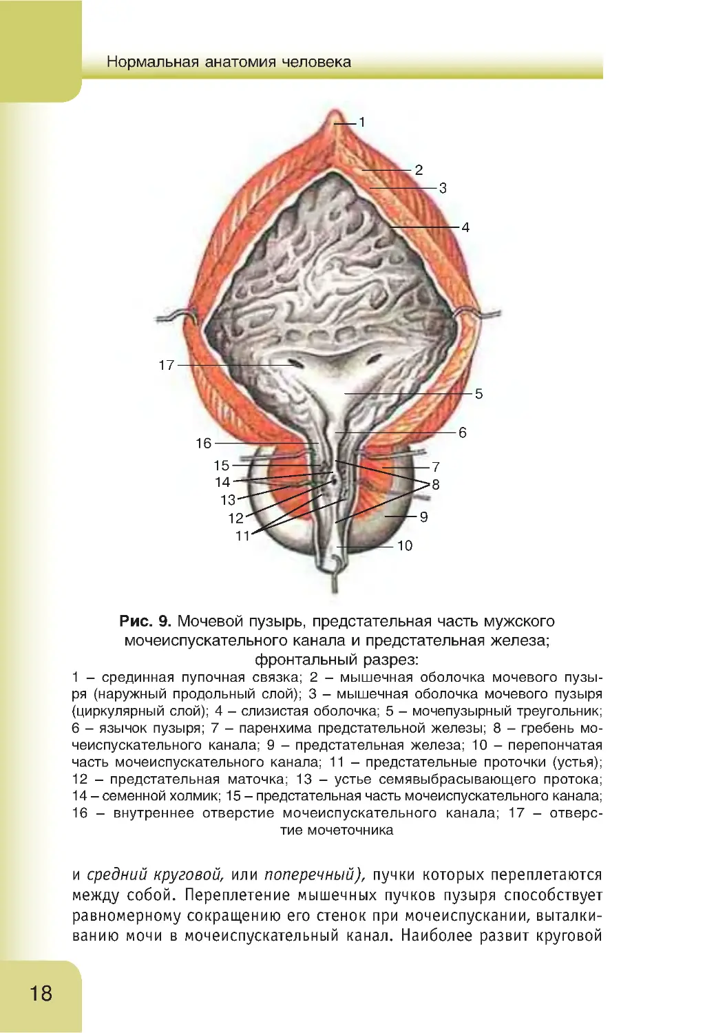 Части мочеиспускательного канала. Мочеточник анатомия. Точки мочеточника.