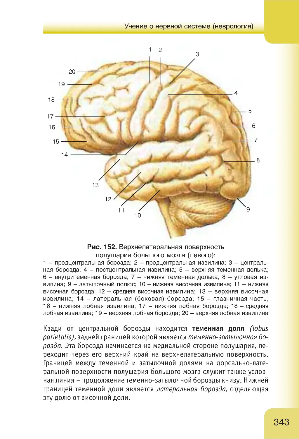 Головной мозг теменно затылочная борозда