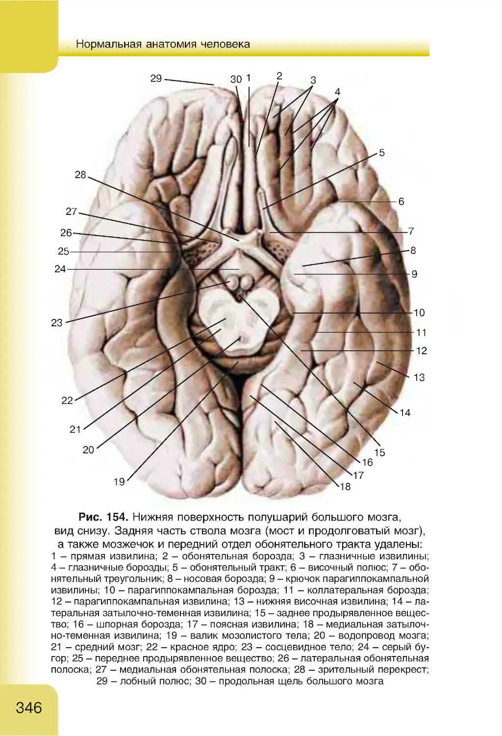 Нижнее полушарие мозга. Борозды и извилины головного мозга анатомия. Борозды и извилины нижней поверхности полушария. Борозды и извилины нижней поверхности полушария большого мозга. Нижняя поверхность конечного мозга анатомия.