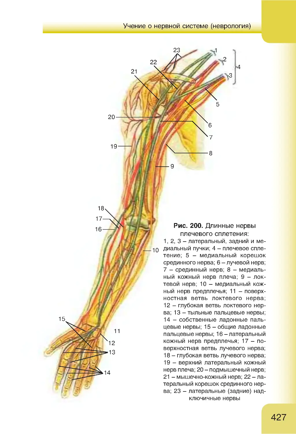 Нервы плеча анатомия картинки