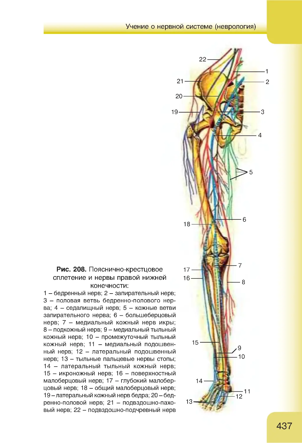 Полово бедренный нерв