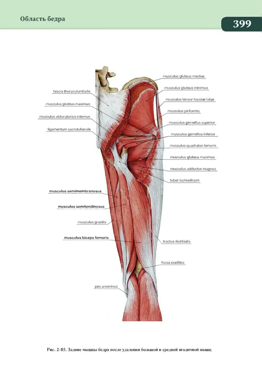 Задняя группа мышц бедра анатомия