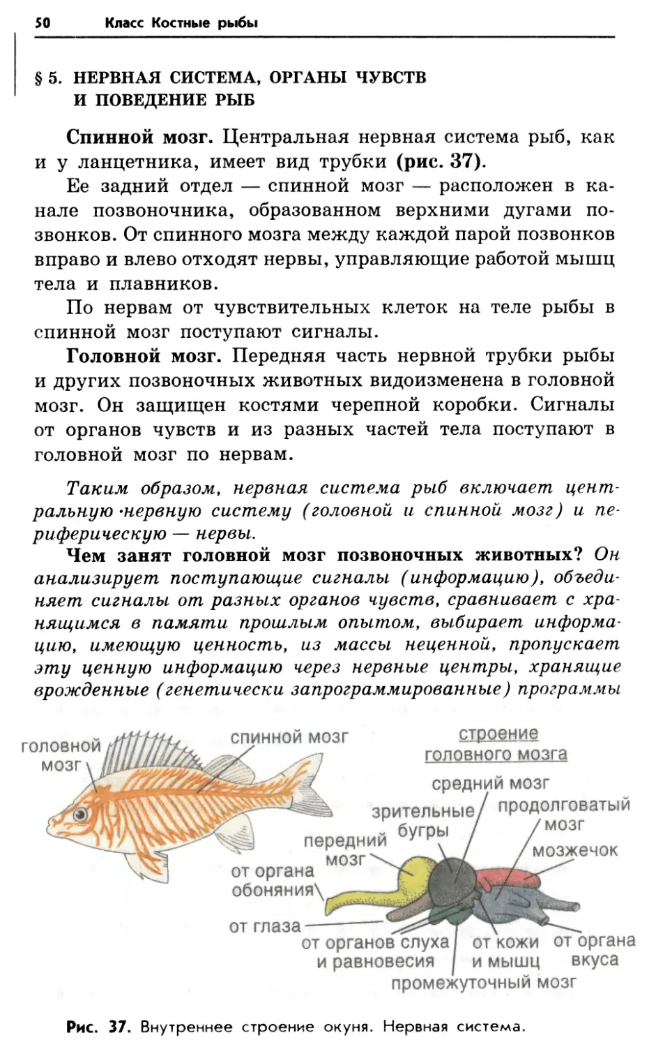 § 5. Нервная система, органы чувств и поведение рыб