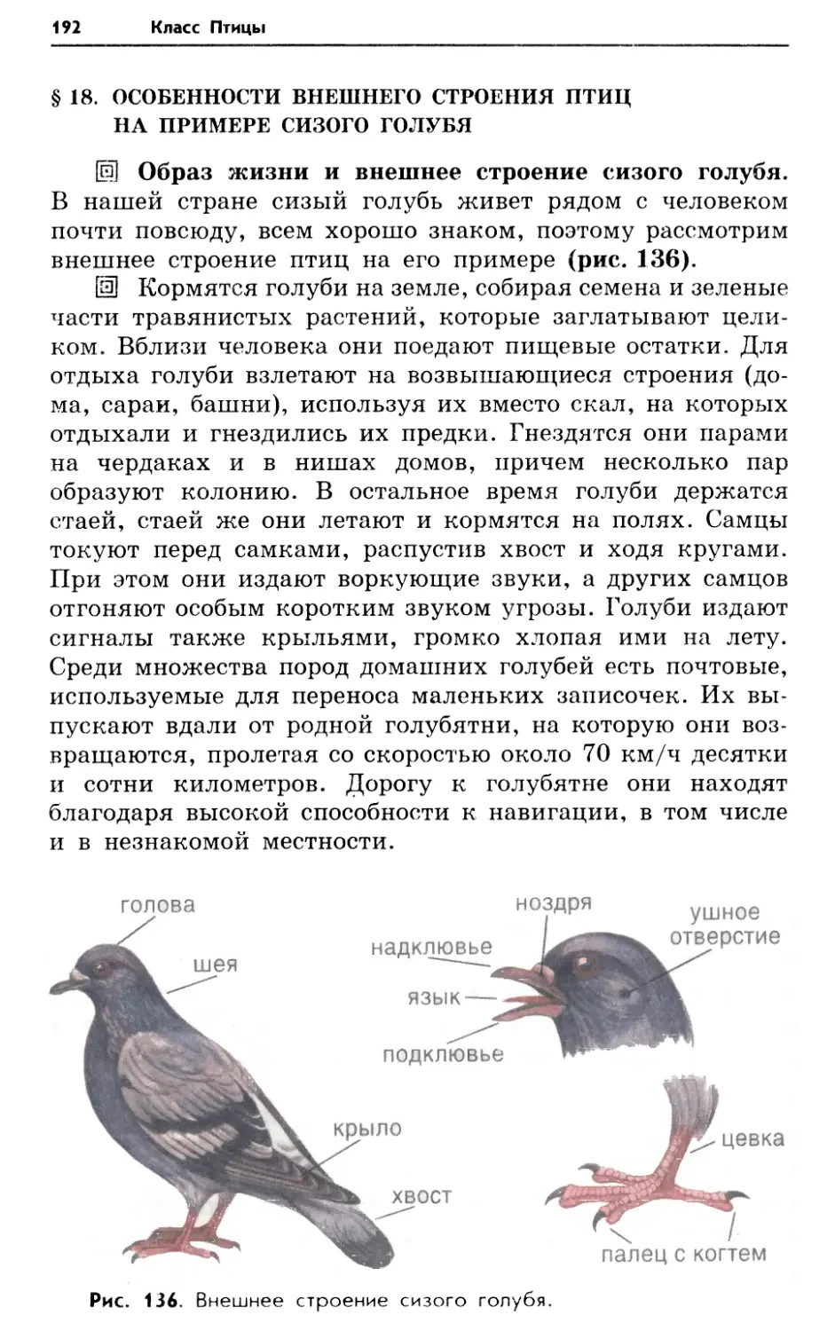 § 18. Особенности внешнего строения птиц на примере сизого голубя