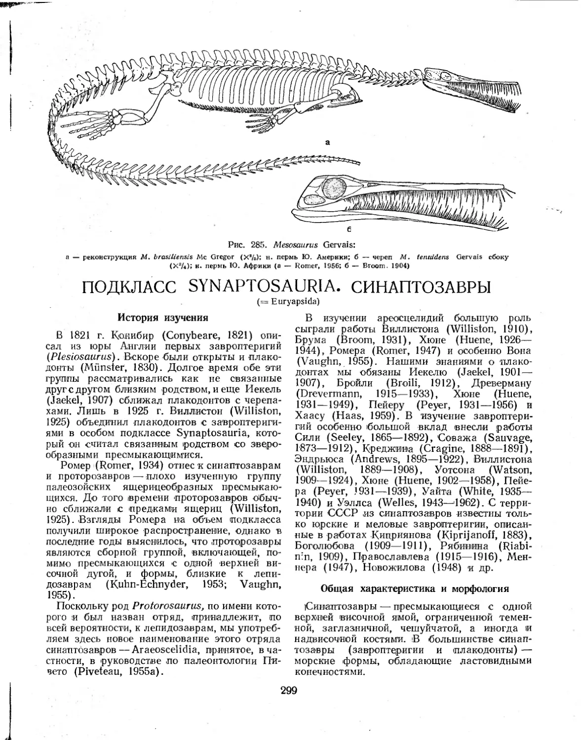 История изучения
Общая характеристика и морфология