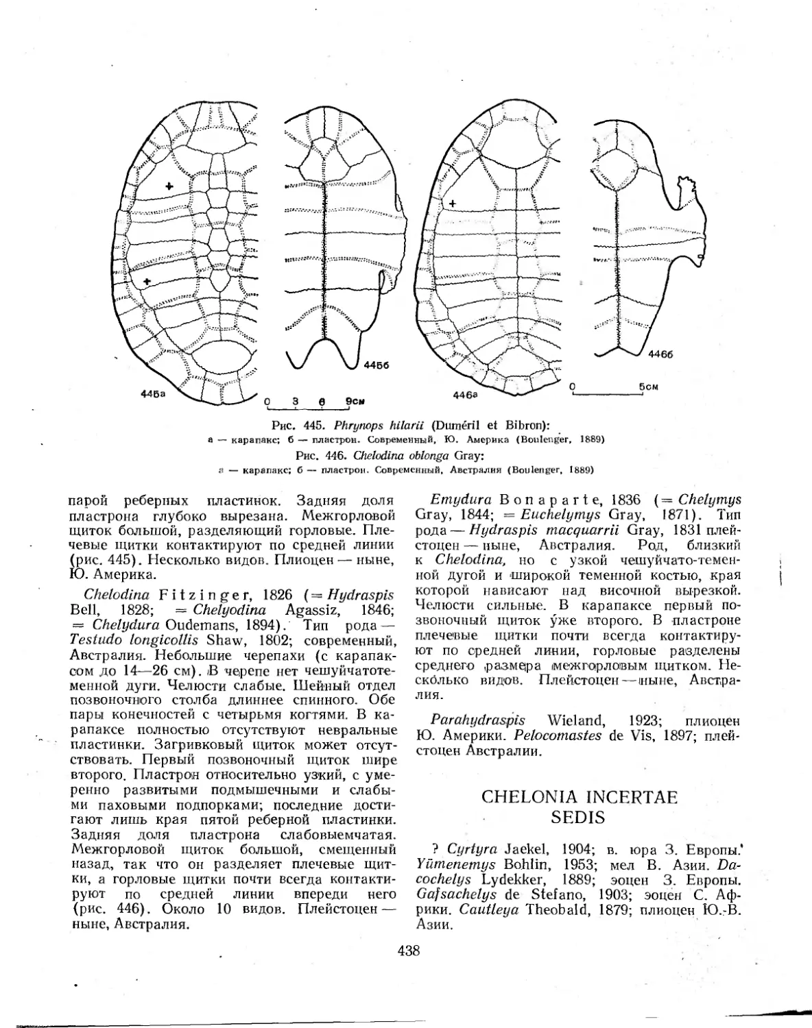 CHELONIA INCERTAE SEDIS