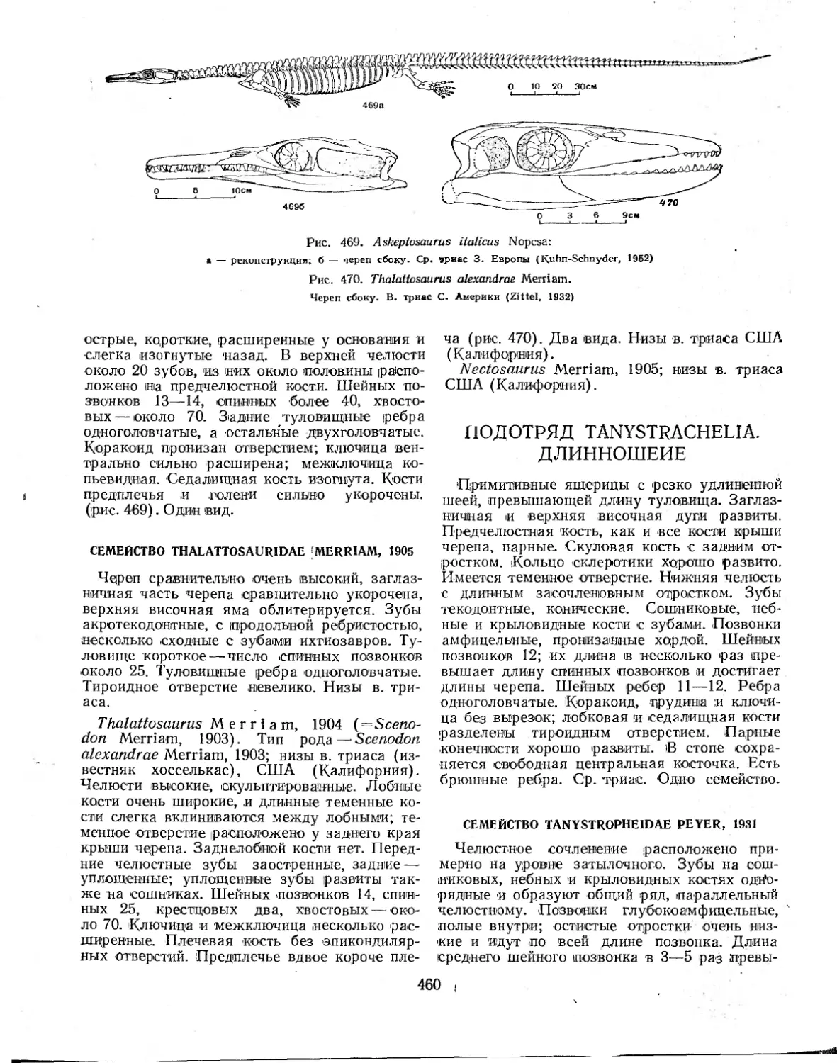 ПОДОТРЯД TANYSTRACHELIA. ДЛИННОШЕИЕ