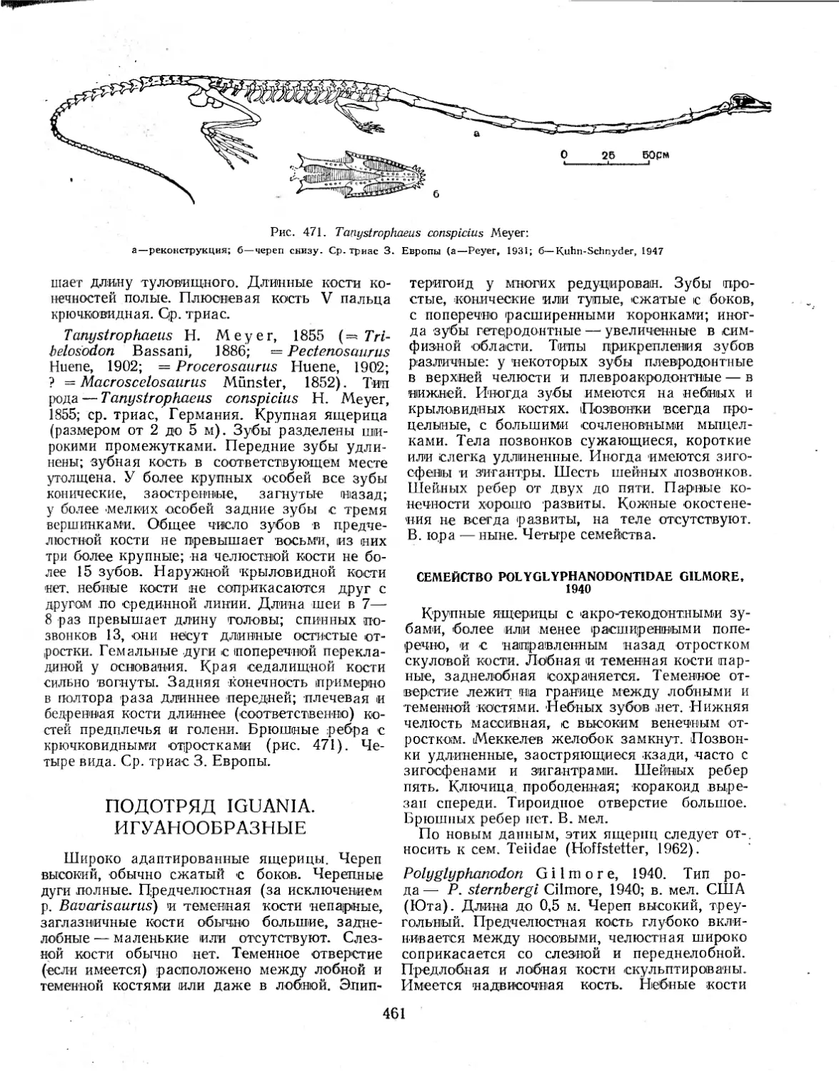 ПОДОТРЯД IGUANIA. ИГУАНООБРАЗНЫЕ