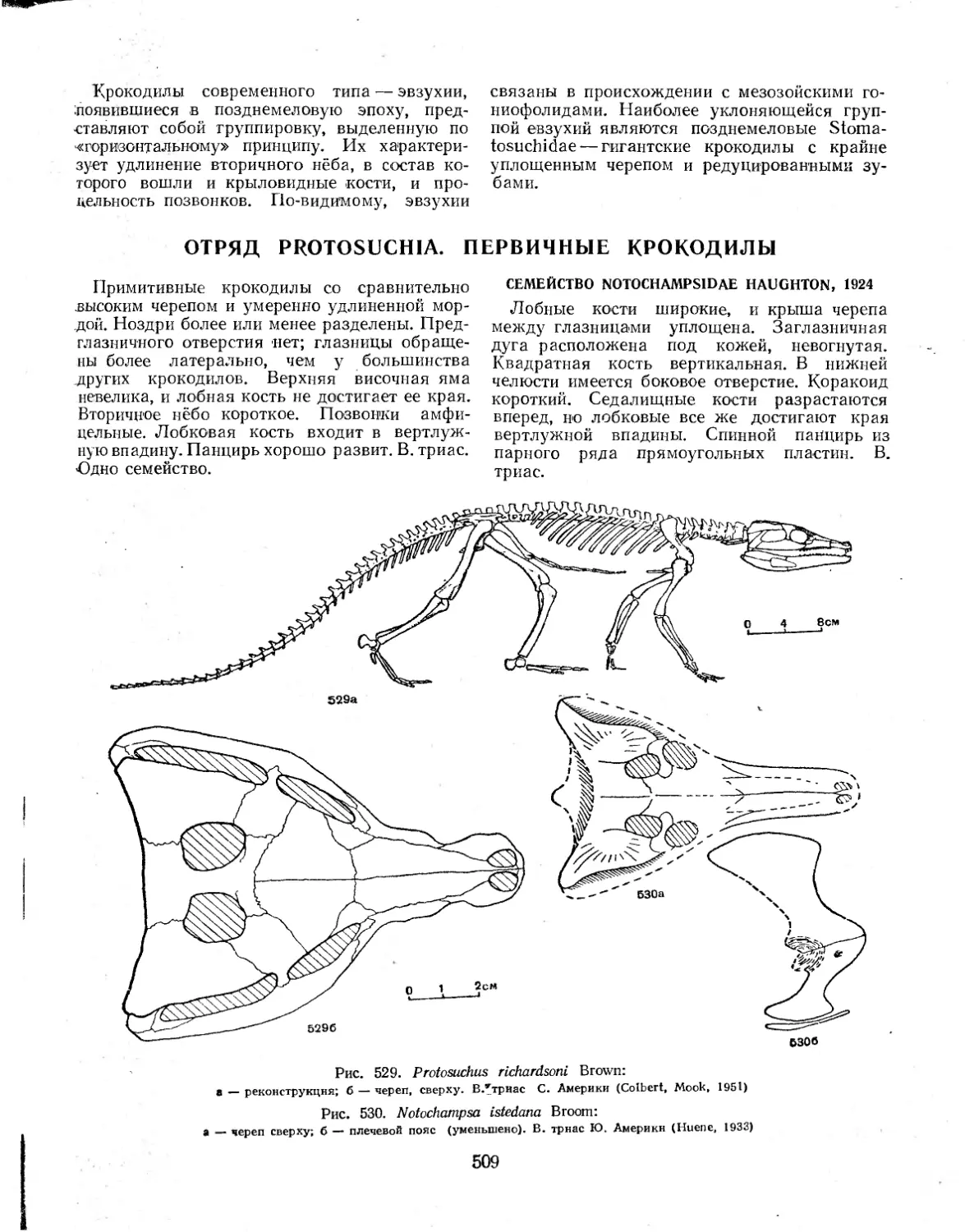 ОТРЯД PROTOSUCHIA. ПЕРВИЧНЫЕ КРОКОДИЛЫ