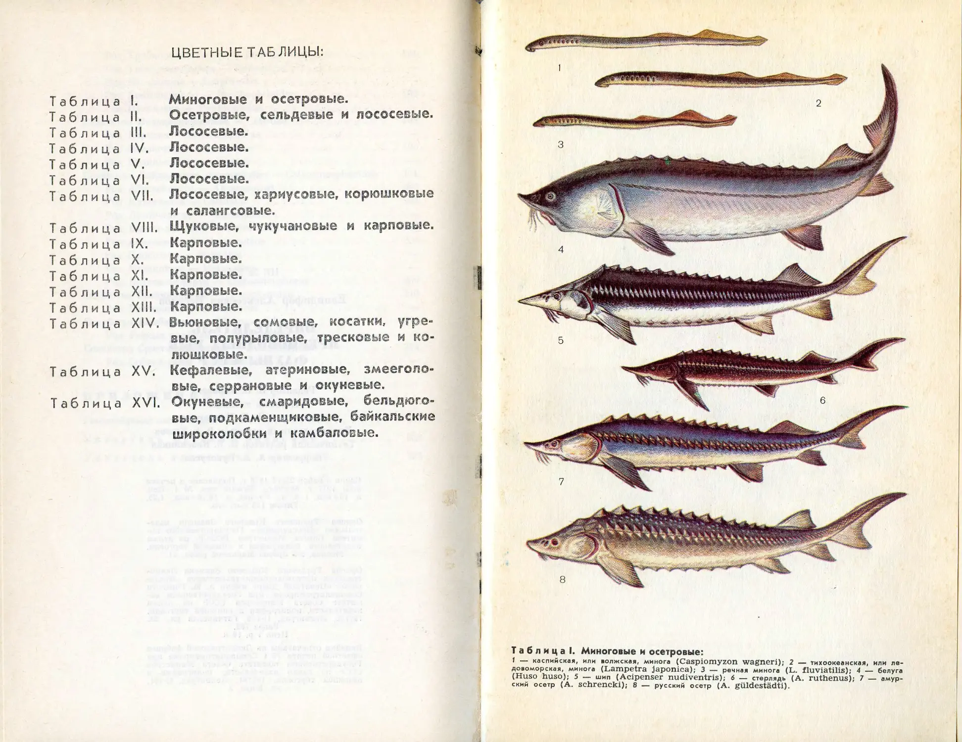 Определитель фауны пресноводных рыб СССР Веселов, 1977