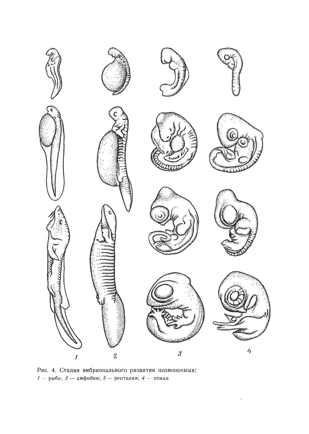 Зародыши разных видов позвоночных