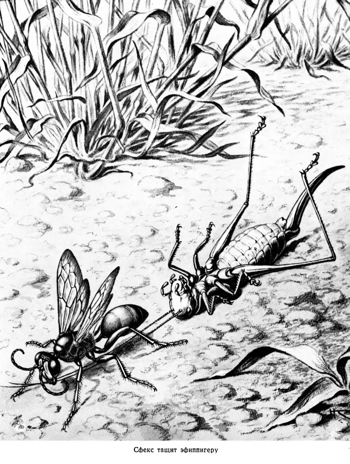 Жизнь насекомых тел. Шананри Фабр жизнь насекомых. Сфекс Лангедокский. Книга жизнь насекомых Фабр.