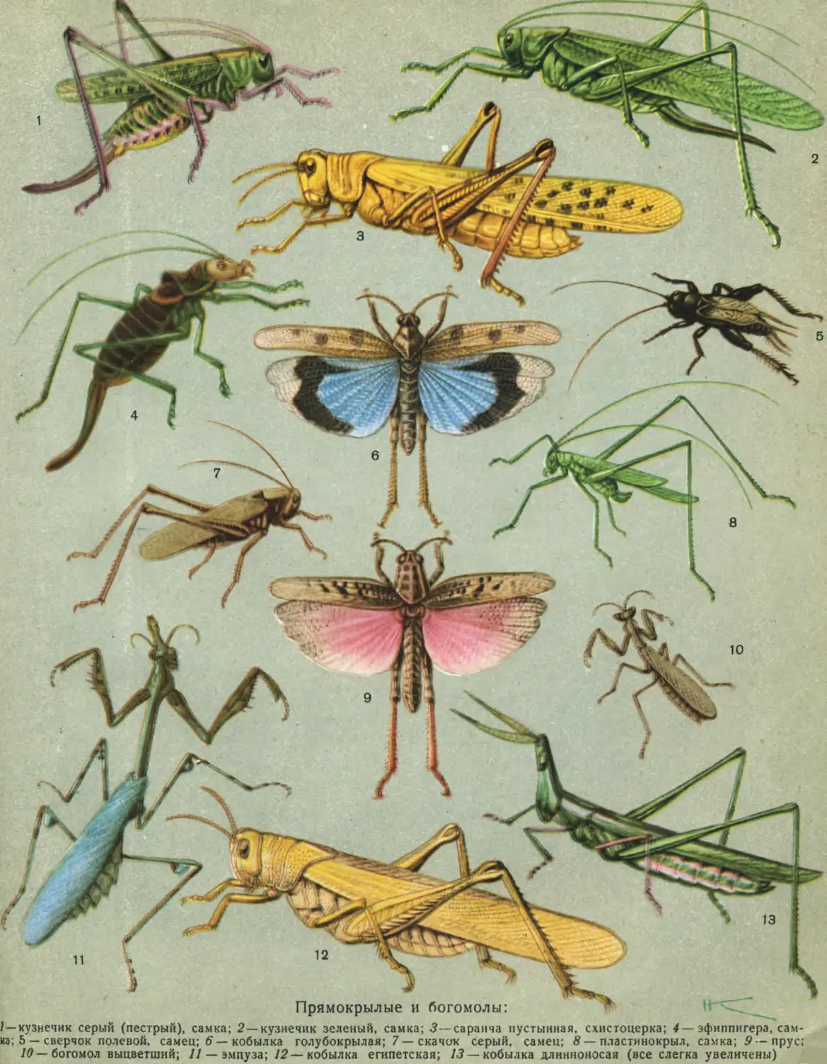 Жизнь насекомых тел