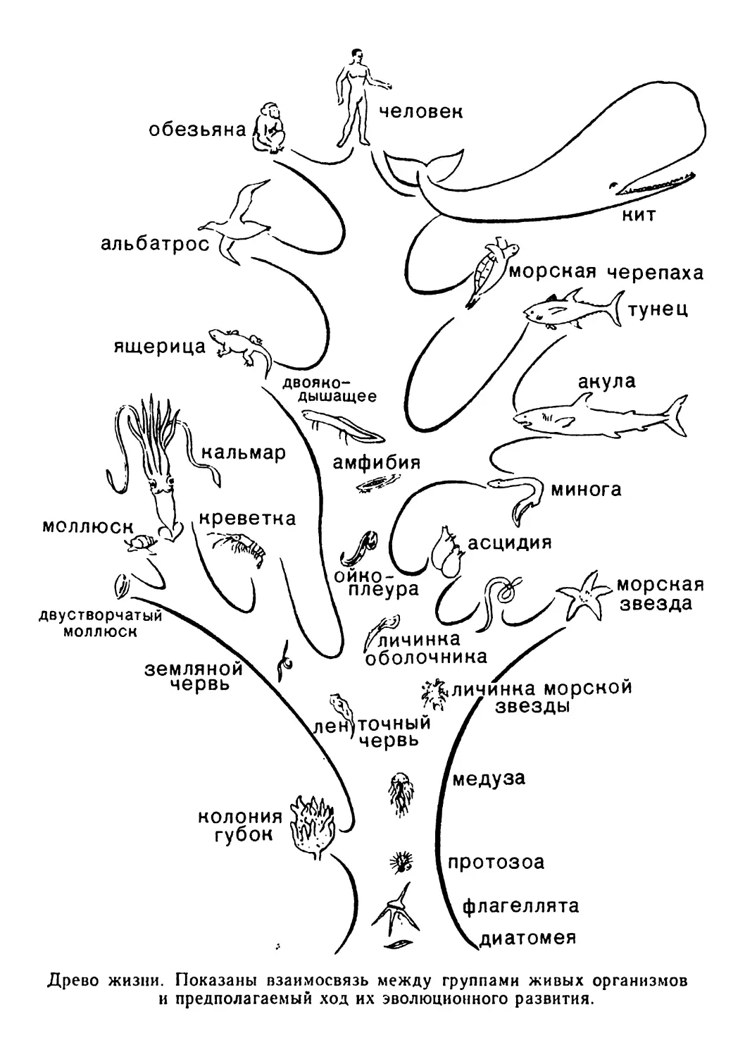 Эволюционное Древо человека схема
