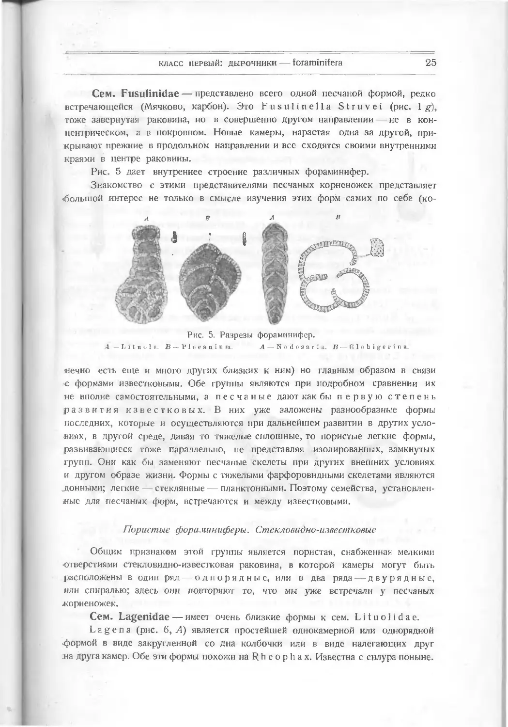 Пористые фораминиферы. Стекловидно-известковые