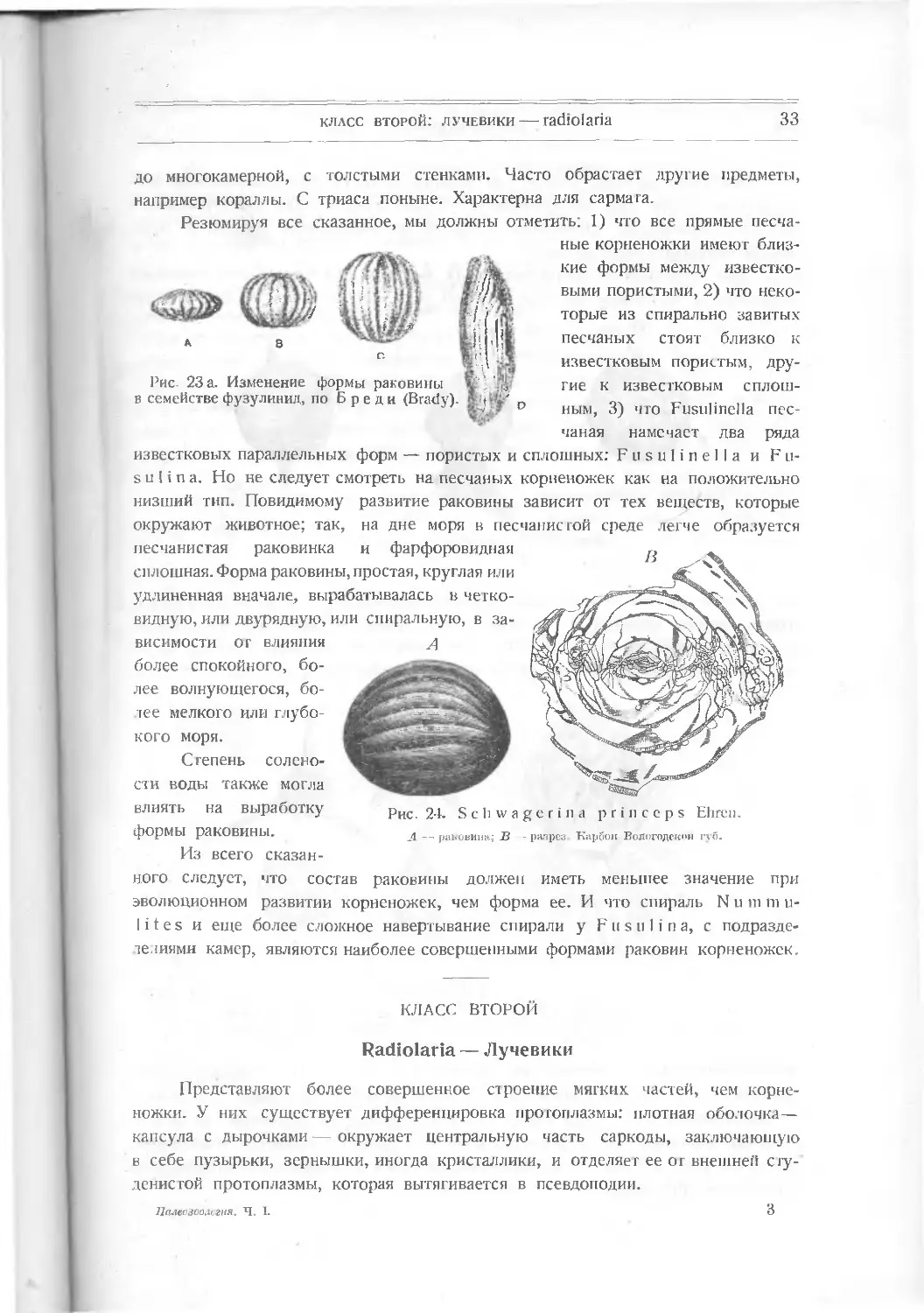 Класс второй. Radiolaria – Лучевики