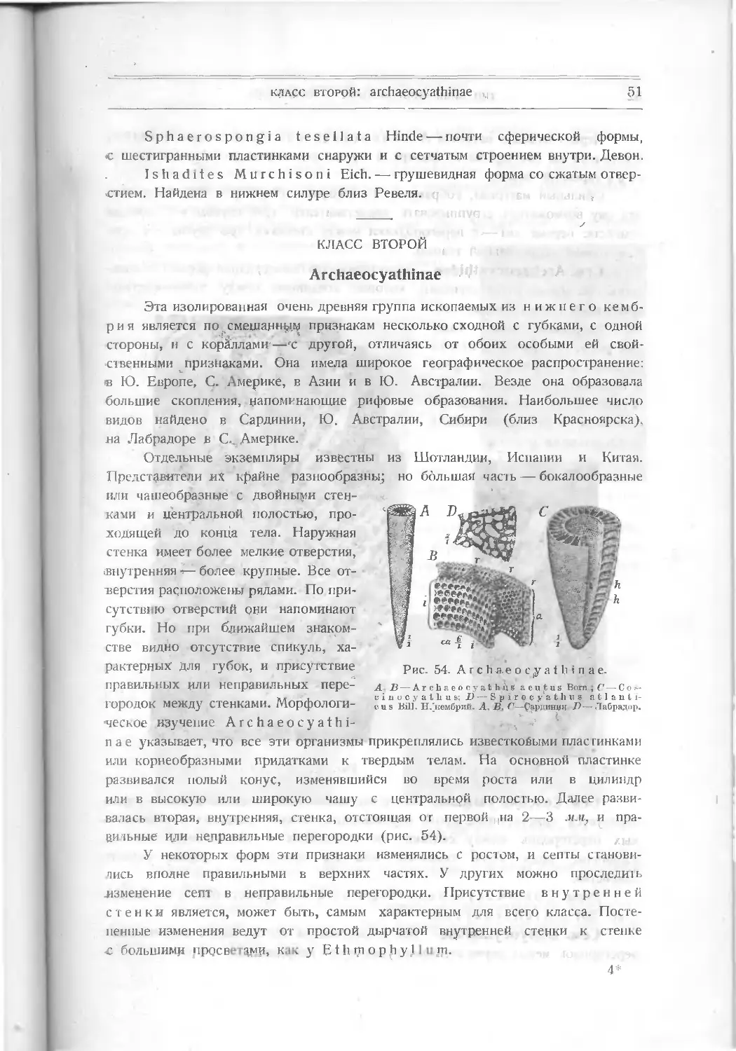 Класс второй. Archaeocyathinae